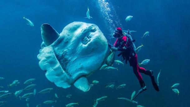 Campaign NO Nordjylland Nordsøens Oceanarium