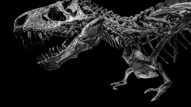 A T Rex fossil in full