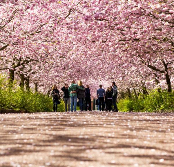 Cherry Blossoms Bispebjerg Cemetery, Copenhagen