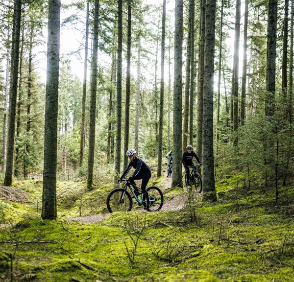 Bild von zwei Radfahrern in dem Wald Blåbjerg Plantage