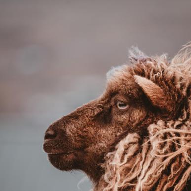 A brown sheep looking wistful on the Faroe Islands -  Isole Faroe